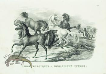 Hungarian Horses